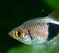 Harlequin rasbora (Trigonostigma heteromorpha)