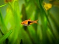 Harlequin rasbora Trigonostigma heteromorpha on a fish tank with blurred background Royalty Free Stock Photo