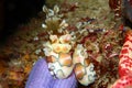 Harlequin shrimp Royalty Free Stock Photo