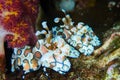 Harlequin shrimp