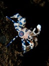 Harlequin Shrimp on black sand background