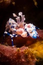 Underwater macro life in the Lembeh Straits of Indonesia Royalty Free Stock Photo