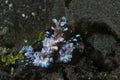 Harlequin Shrimp Hymenocera elegans Royalty Free Stock Photo