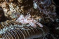 Harlequin Shrimp Hymenocera elegans Royalty Free Stock Photo