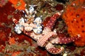 Harlequin Shrimp, Hymenocera picta