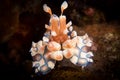 Harlequin Shrimp - Hymenocera picta Royalty Free Stock Photo