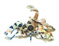 Harlequin shrimp isolated on white background Royalty Free Stock Photo