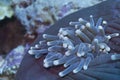 Harlequin Shrimps in Sea Anemone off Padre Burgos, Leyte, Philippines