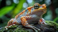 Harlequin Toad Resting on a Mossy Rock, Its Vibrant Colors Glowing in Soft Tropical Light Royalty Free Stock Photo