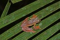 Harlequin tree frog