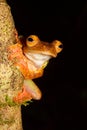 The Harlequin tree frog (Rhacophorus pardalis) in natural habitat, Borneo