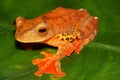 Harlequin tree frog (Rhacophorus pardalis) in natural habitat, Borneo Royalty Free Stock Photo