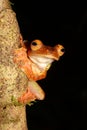 Harlequin tree frog (Rhacophorus pardalis) in natural habitat Royalty Free Stock Photo