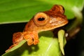 Harlequin tree frog (Rhacophorus pardalis) in natural habitat - head detail Royalty Free Stock Photo