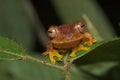 Harlequin tree frog