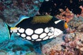 Harlequin Trigger fish while diving Royalty Free Stock Photo