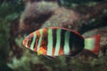 Harlequin tuskfish