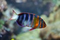 Harlequin tuskfish Choerodon fasciatus.