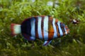 Harlequin tuskfish Choerodon fasciatus.