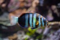 Harlequin tuskfish Choerodon fasciatus.