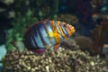 Harlequin tuskfish Choerodon fasciatus, multicolor coral fish.