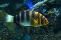 Harlequin Tuskfish, Choerodon fasciatus - tropical sea fish