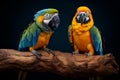 Harliquin macaw parrot bird, the green with puffy orange chest feather perching on the wooden log beside blue and gold macaw. Royalty Free Stock Photo