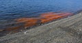 A harmful algal bloom event, red tide Royalty Free Stock Photo