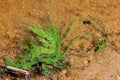 Harmful algal bloom (Microcystis aeruginosa) in the Khadzhibeyskyi Liman