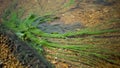 Harmful algal bloom (Microcystis aeruginosa) in the Khadzhibeyskyi Liman