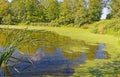 yellow Harmful algal bloom at small pond shoreline in Summer