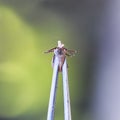 Harmful contagious insect inflated with blood the tick with a pi Royalty Free Stock Photo