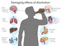 harmful effects of alcohol on the human body