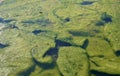 Harmful green algae bloom on sea water Royalty Free Stock Photo