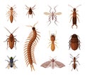 Harmful Insects Set, Centipede, Moth, Diplura, Ant, Mite, Tick, Cockroach, Fly, Pest Control and Extermination Concept