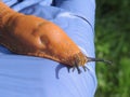 Red roadside slug in the palm of a farmer (Arion rufus Arion lusitanicus)