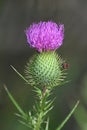 Harmless Boxelder beetle on a thistle bloom Royalty Free Stock Photo