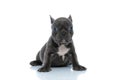 Harmless French bulldog puppy resting while sitting Royalty Free Stock Photo