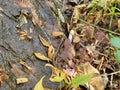 A harmless garden snake peeks out of the freshly fallen leaves.