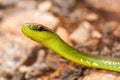 Harmless inoffensive green snake closeup on ground