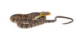 harmless non venomous Florida watersnake or banded water snake - Nerodia fasciata - isolated on white background. often mistaken