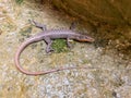 Harmless and precious water salamander Royalty Free Stock Photo