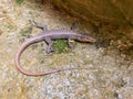 Harmless and precious water salamander Royalty Free Stock Photo