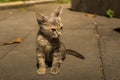 Harmless sad kitten sits on the asphalt Royalty Free Stock Photo