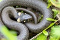 Harmless small snake, grass snake, Natrix natrix Royalty Free Stock Photo