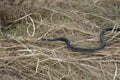 Harmless snakes in the woods, closeup forest snake Royalty Free Stock Photo