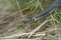 Harmless snakes in the woods, closeup forest snake