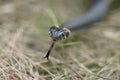 Harmless snakes in the woods, closeup forest snake