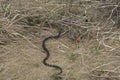 Harmless snakes in the woods, closeup forest snake