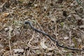 Harmless snakes in the woods, closeup forest snake